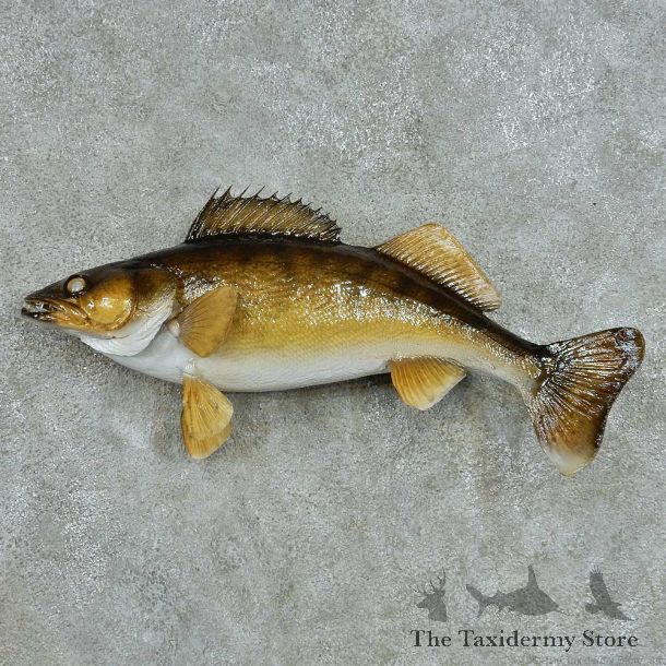 Walleye Life-Size Mount #13536 For Sale @ The Taxidermy Store