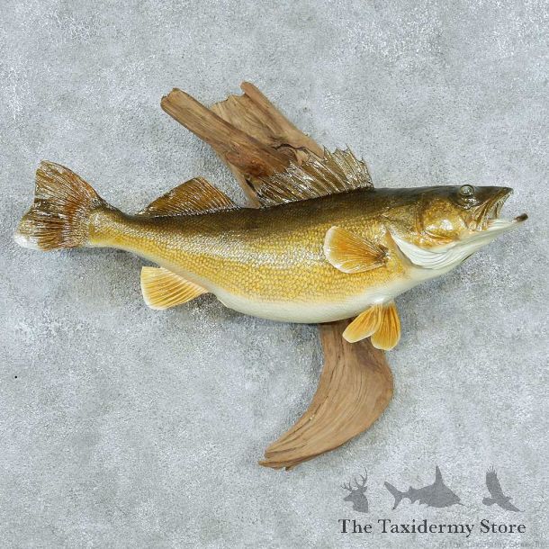 Walleye Life-Size Taxidermy Mount #13383 For Sale @ The Taxidermy Store