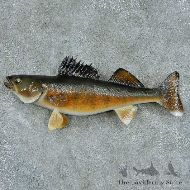 Walleye Taxidermy Fish Mount #13394 For Sale @ The Taxidermy Store