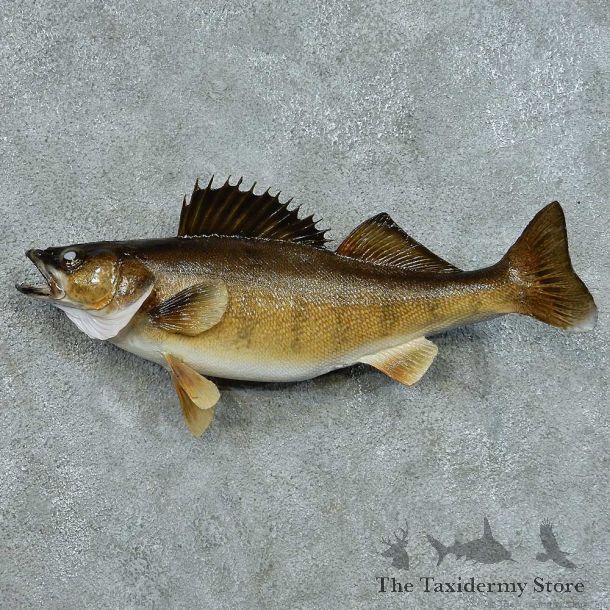 Walleye Taxidermy Fish Mount #13397 For Sale @ The Taxidermy Store