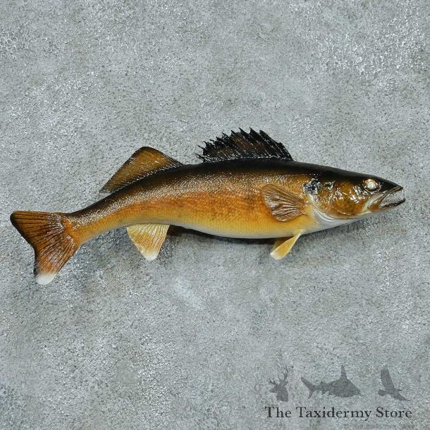 Walleye Pike Taxidermy Fish Mount #13399 For Sale @ The Taxidermy Store