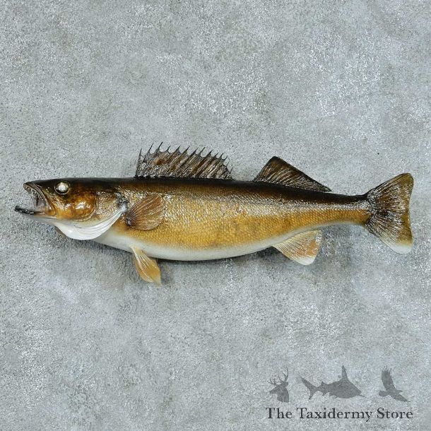 Walleye Pike Taxidermy Fish Mount #13404 For Sale @ The Taxidermy Store