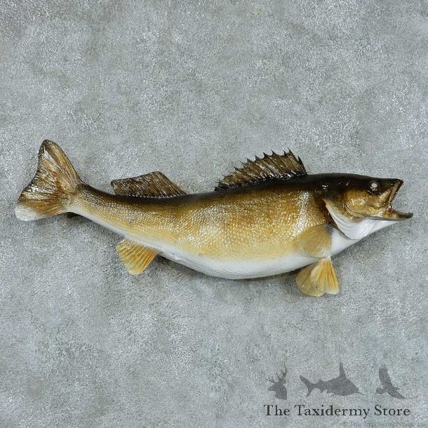Walleye Pike Taxidermy Fish Mount #13426 For Sale @ The Taxidermy Store