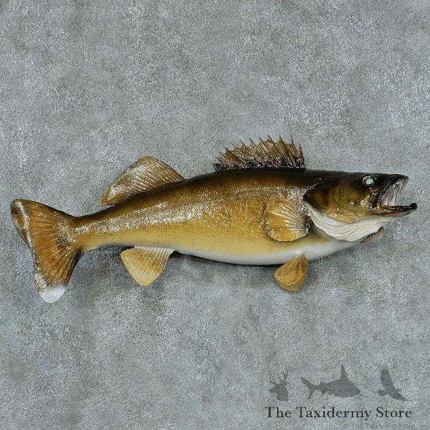 Walleye Pike Taxidermy Fish Mount #13427 For Sale @ The Taxidermy Store