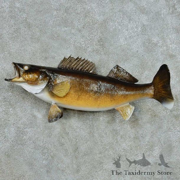 Walleye Freshwater Fish Life-Size Mount #13553 For Sale @ The Taxidermy Store