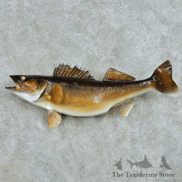 Walleye Freshwater Fish Life-Size Mount #13554 For Sale @ The Taxidermy Store