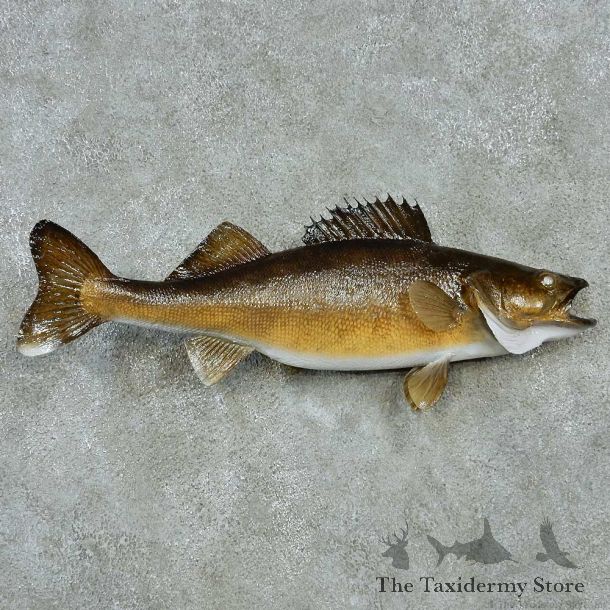 Walleye Freshwater Fish Life-Size Mount #13555 For Sale @ The Taxidermy Store