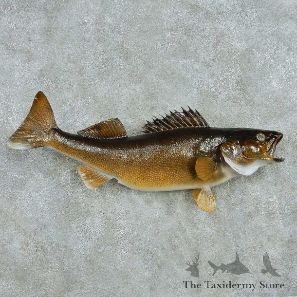 Walleye Life Size Freshwater Fish Mount #13557 For Sale @ The Taxidermy Store