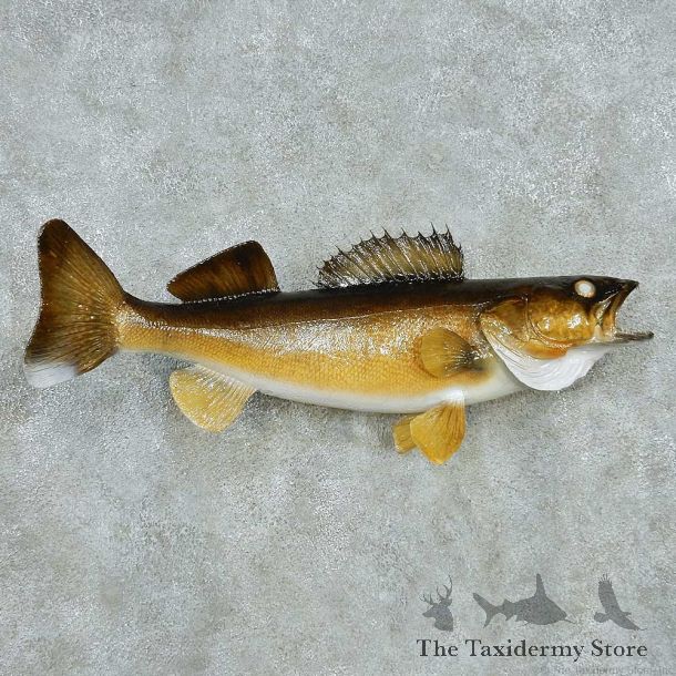 Walleye Life Size Freshwater Fish Mount #13558 For Sale @ The Taxidermy Store