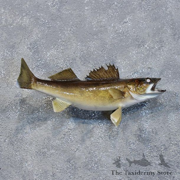 Walleye Pike Fish Mount #10222 For Sale @ The Taxidermy Store