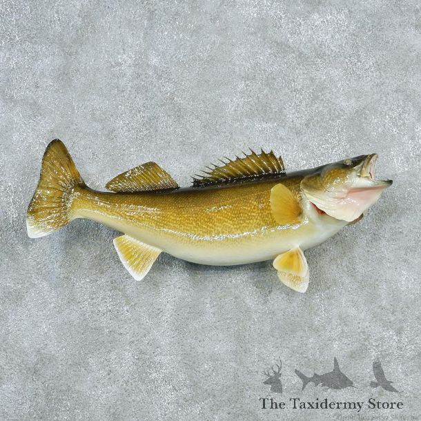 Walleye Pike Taxidermy Fish Mount #12788 For Sale @ The Taxidermy Store