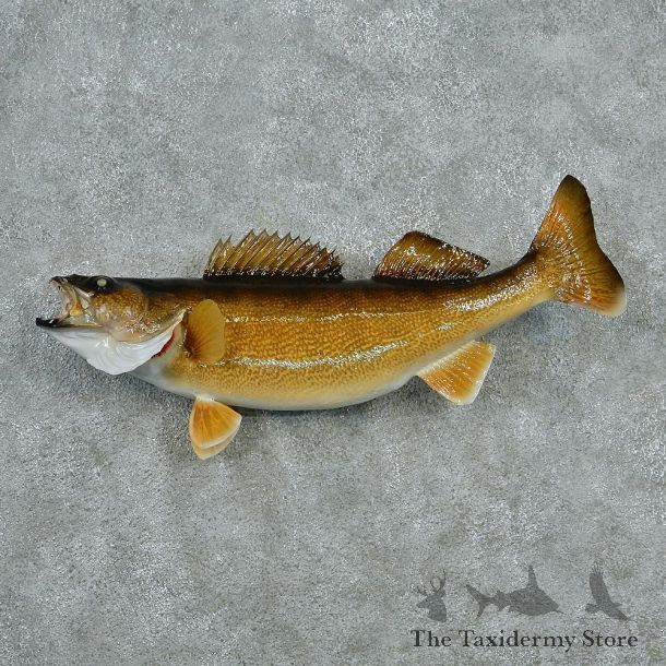 Walleye Pike Taxidermy Fish Mount #12790 For Sale @ The Taxidermy Store