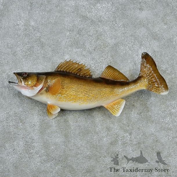 Walleye Pike Taxidermy Fish Mount-M1 #12824 For Sale @ The Taxidermy Store
