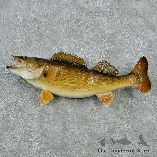 Walleye Pike Taxidermy Fish Mount M1 #12825 For Sale @ The Taxidermy Store