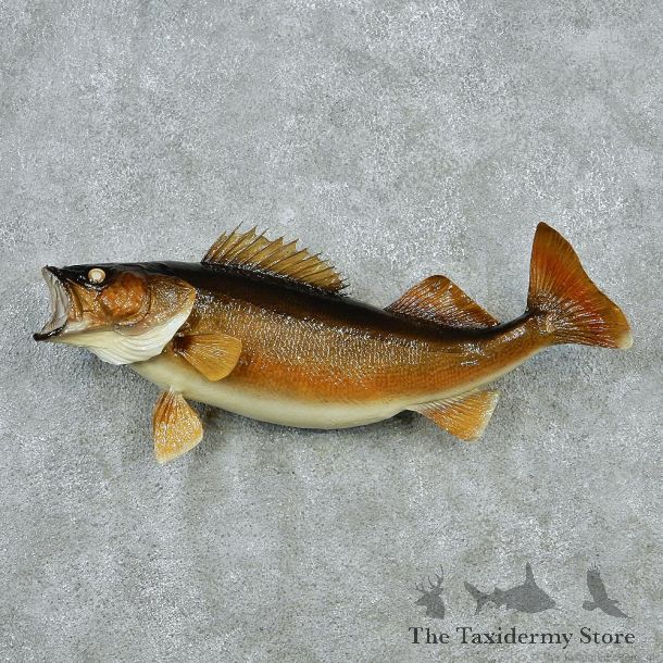 Walleye Pike Taxidermy Fish Mount M1 #12826 For Sale @ The Taxidermy Store