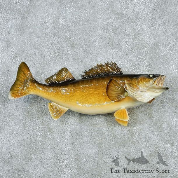 Walleye Pike Taxidermy Fish Mount M1 #12828 For Sale @ The Taxidermy Store