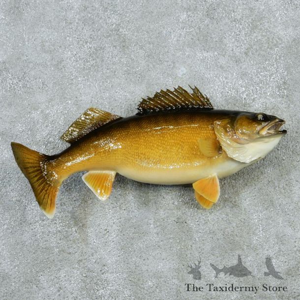 Walleye Pike Taxidermy Fish Mount M1 #12829 For Sale @ The Taxidermy Store
