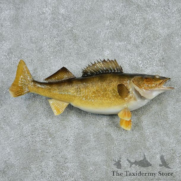Walleye Pike Taxidermy Fish Mount M1 #12830 For Sale @ The Taxidermy Store