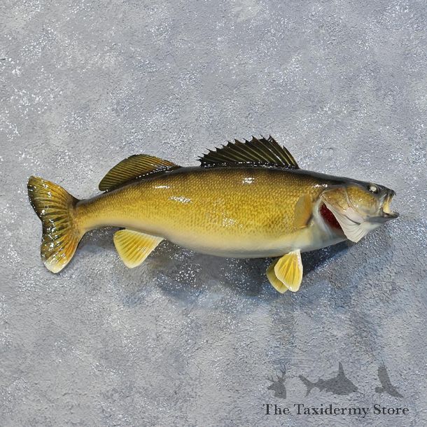 Walleye Pike Fish Mount #12211 For Sale @ The Taxidermy Store