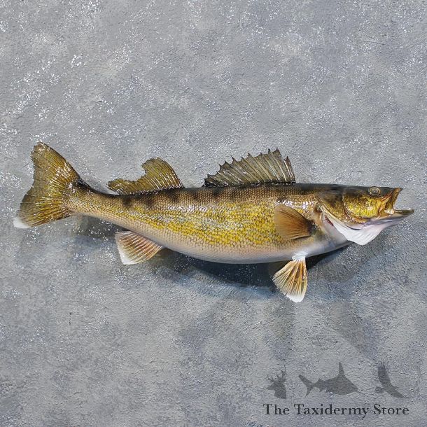 Walleye Pike Fish Mount #12229 For Sale @ The Taxidermy Store