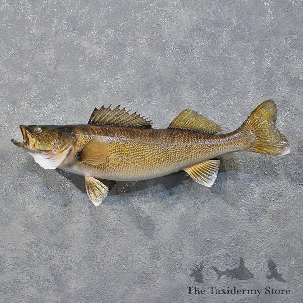 Walleye Pike Fish Mount #12230 For Sale @ The Taxidermy Store