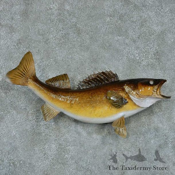 Walleye Pike Taxidermy Fish Mount #13404 For Sale @ The Taxidermy Store