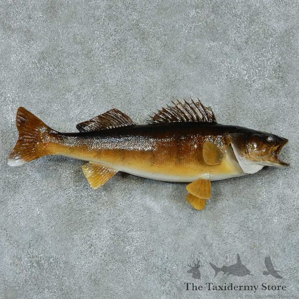 Walleye Pike Taxidermy Fish Mount #13407 For Sale @ The Taxidermy Store