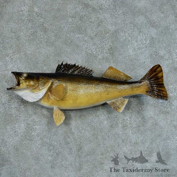 Walleye Pike Taxidermy Fish Mount #13408 For Sale @ The Taxidermy Store