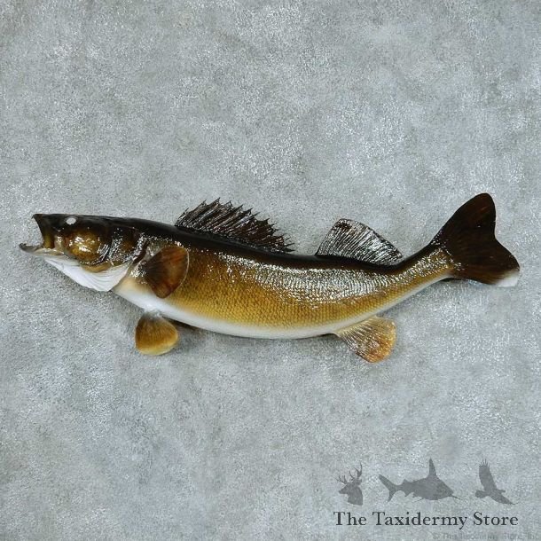 Walleye Pike Taxidermy Fish Mount #13409 For Sale @ The Taxidermy Store