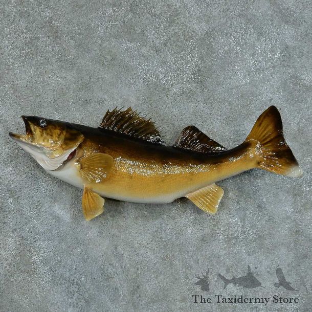 Walleye Pike Taxidermy Fish Mount #13410 For Sale @ The Taxidermy Store