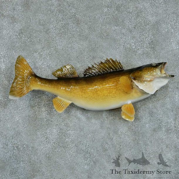 Walleye Pike Taxidermy Fish Mount #13411 For Sale @ The Taxidermy Store