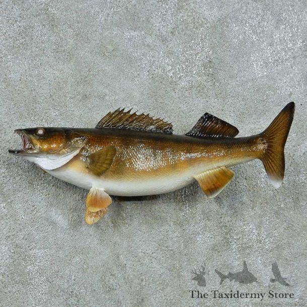 Walleye Life-Size Mount #13511 For Sale @ The Taxidermy Store