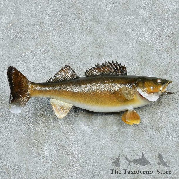 Walleye Life-Size Mount #13512 For Sale @ The Taxidermy Store