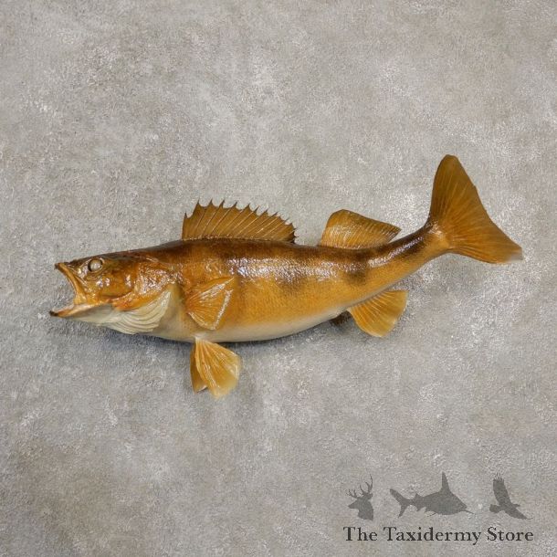Walleye Fish Mount For Sale #20563 @ The Taxidermy Store