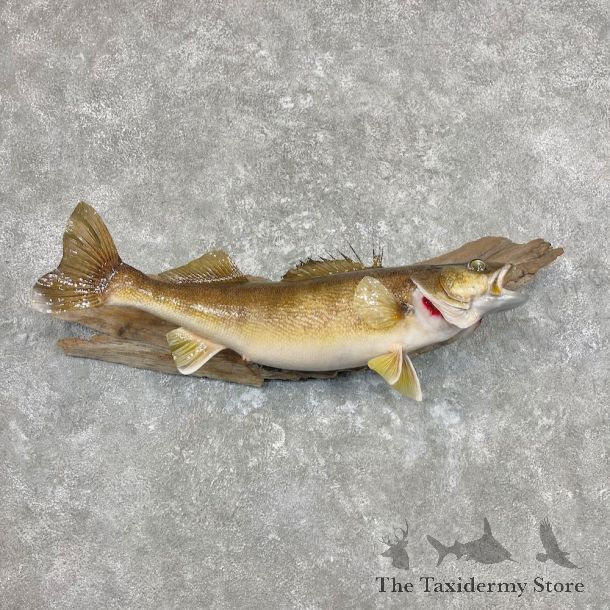Walleye Fish Mount For Sale #26903 @ The Taxidermy Store