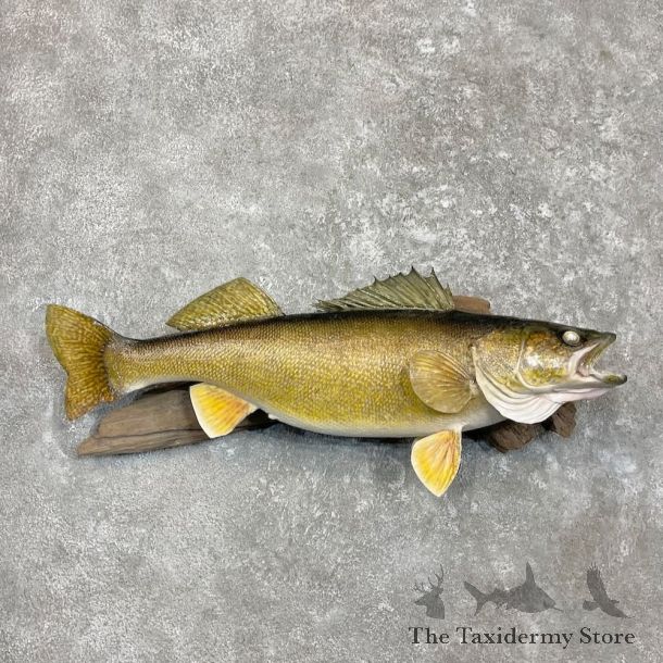 Walleye Fish Mount For Sale #27326 @ The Taxidermy Store