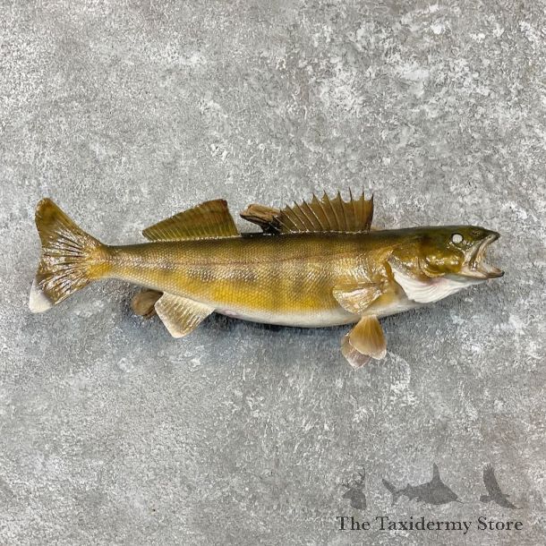 Walleye Fish Mount For Sale #27433 @ The Taxidermy Store