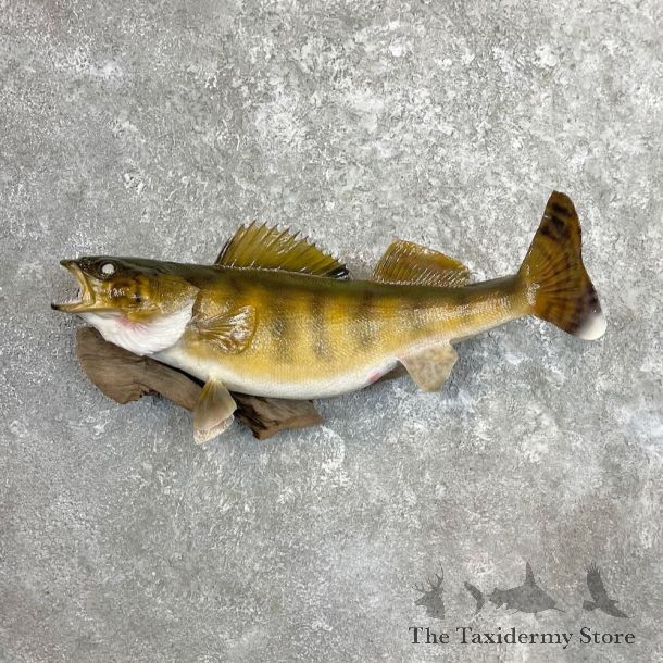 Walleye Fish Mount For Sale #27434 @ The Taxidermy Store