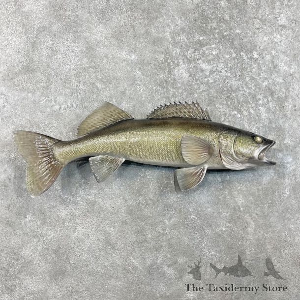 Walleye Fish Mount For Sale #27542 @ The Taxidermy Store