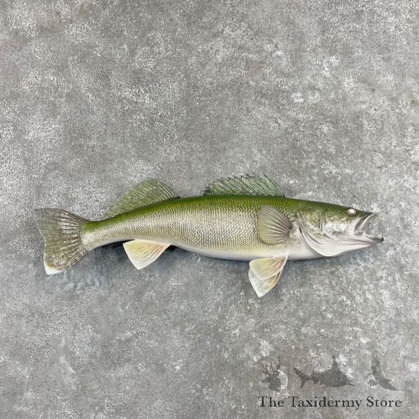 Walleye Fish Mount For Sale #27543 @ The Taxidermy Store