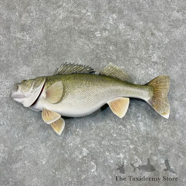 Walleye Fish Mount For Sale #27562 @ The Taxidermy Store