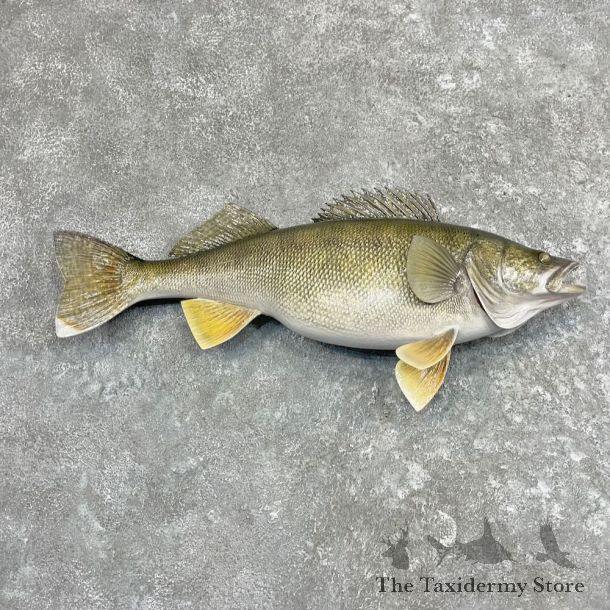 Walleye Fish Mount For Sale #27564 @ The Taxidermy Store