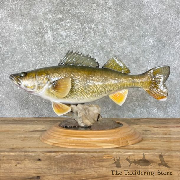 Walleye Fish Mount For Sale #27598 @ The Taxidermy Store