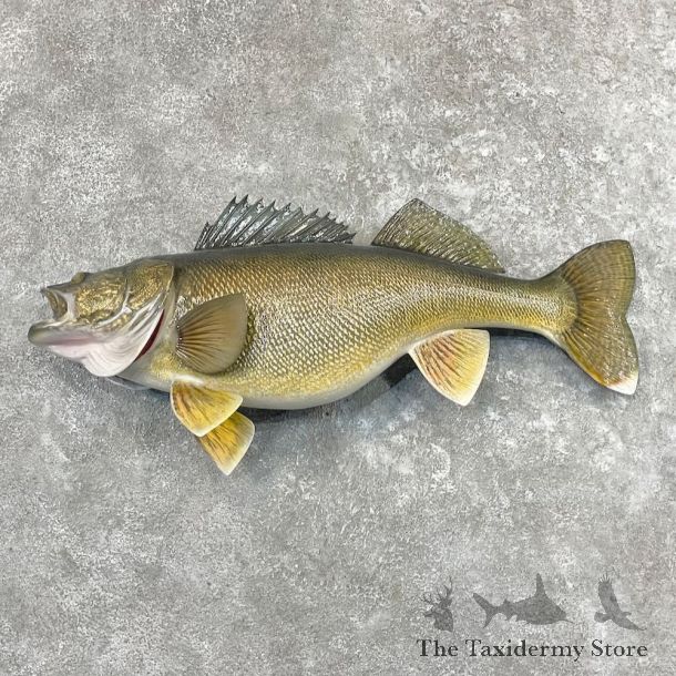 Walleye Fish Mount For Sale #27626 @ The Taxidermy Store
