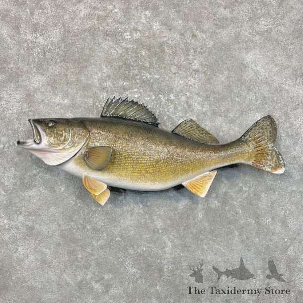 Walleye Fish Mount For Sale #27712 @ The Taxidermy Store