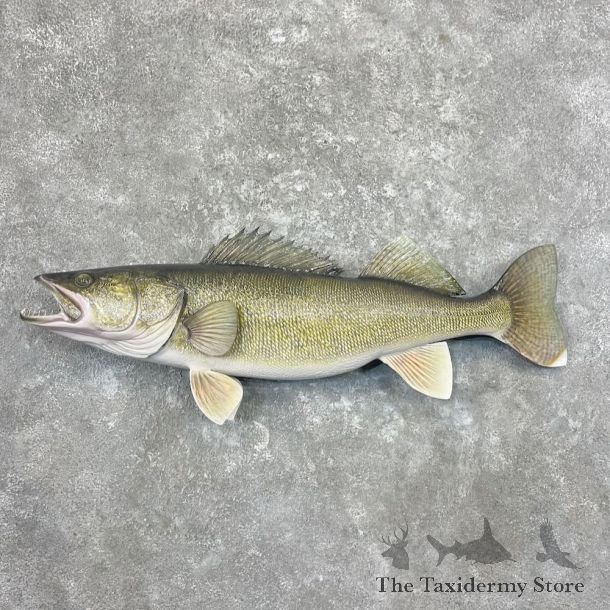 Walleye Fish Mount For Sale #27713 @ The Taxidermy Store