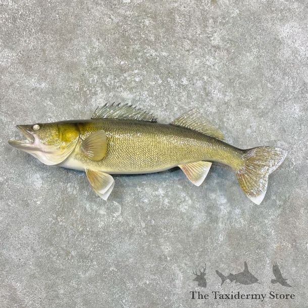 Walleye Fish Mount For Sale #27717 @ The Taxidermy Store