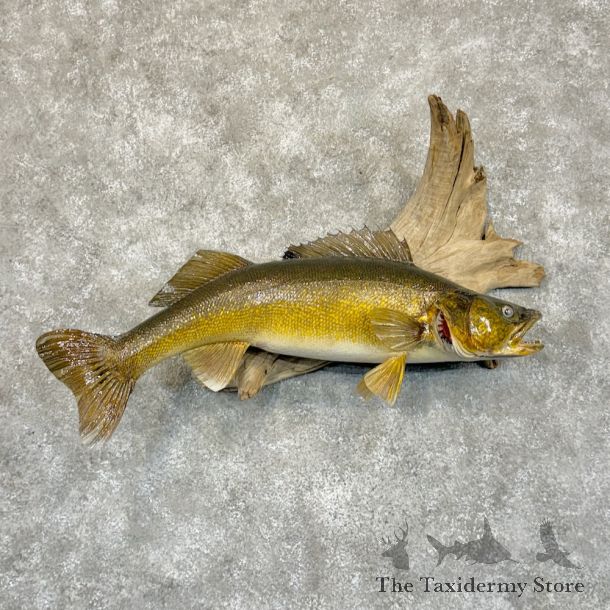 Walleye Fish Mount For Sale #29207 @ The Taxidermy Store