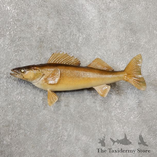 Walleye Taxidermy Fish Mount #19102 For Sale @ The Taxidermy Store
