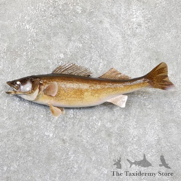 Walleye Taxidermy Fish Mount #19425 For Sale @ The Taxidermy Store